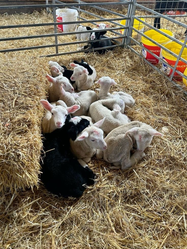 Cozy lambing season: newborn lambs snuggled up together on fresh straw bedding