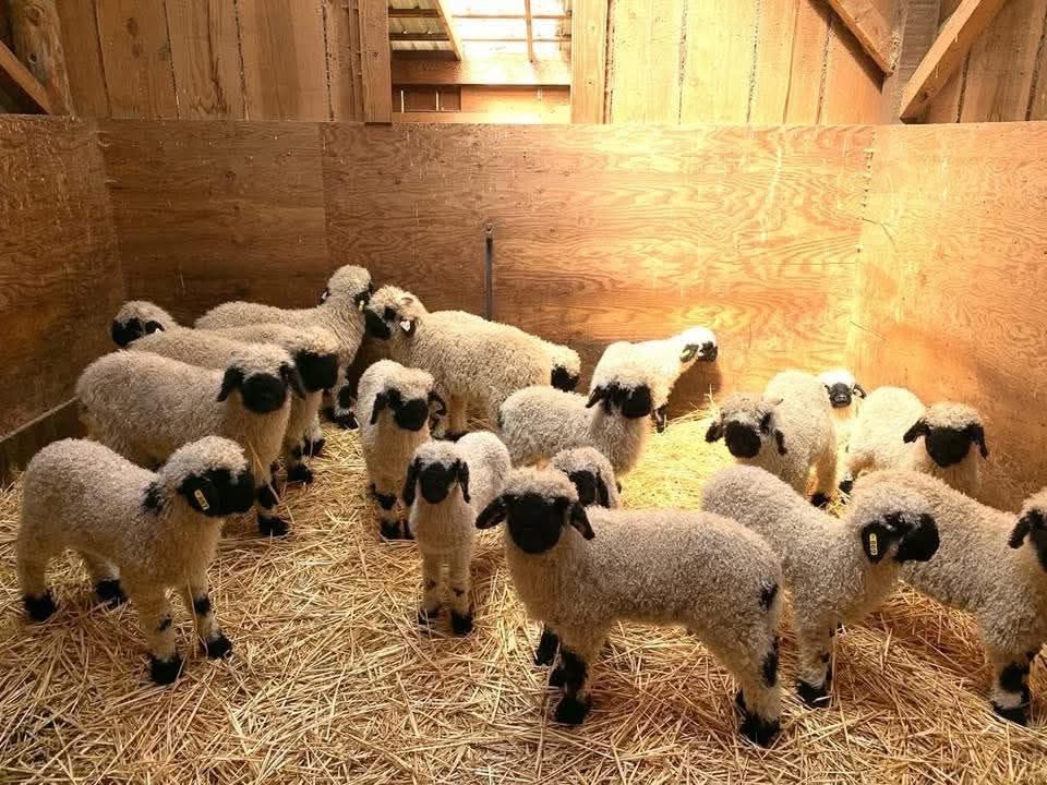 Our Valais Blacknose lambs resting together in a cozy, straw-lined pen. Known for their distinct black faces and gentle nature