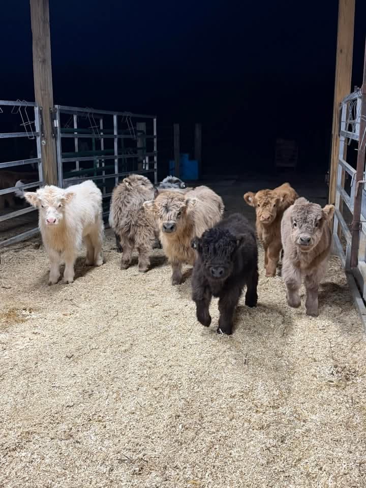 The newborn calf nursery is full and cozy! Our Hereford calves staying warm on fresh straw bedding inside the barn.