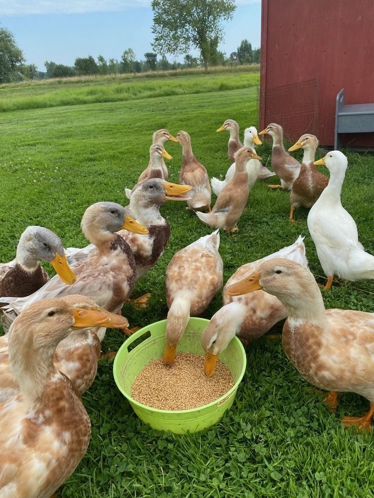 Feeding time in the open pasture! Our healthy duck flock gathering around for their morning grain