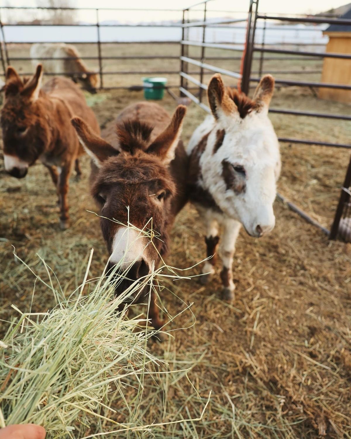Photograph from Green Pasture Livestock
