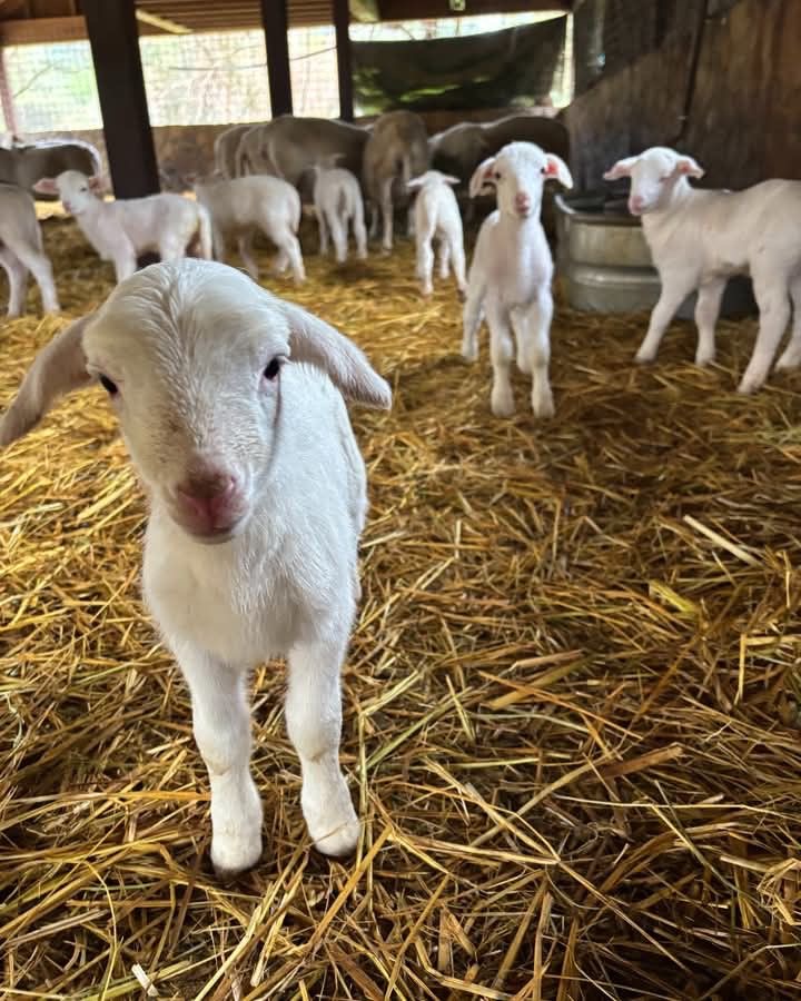 Cozy lambing season: newborn lambs snuggled up together on fresh straw bedding