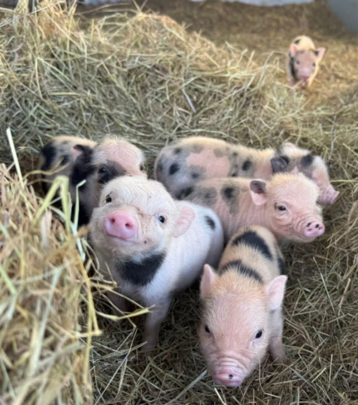 Meet our lively group of young piglets exploring their cozy, straw-bedded pen! Healthy, curious, and thriving.