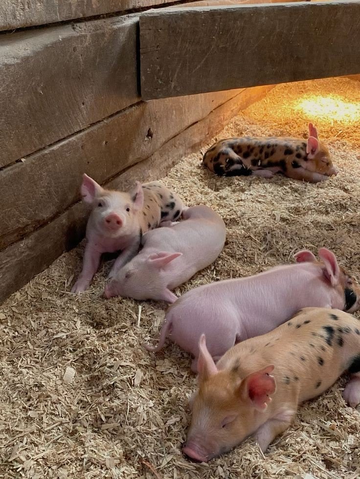 Meet our lively group of young piglets exploring their cozy, straw-bedded pen! Healthy, curious, and thriving.