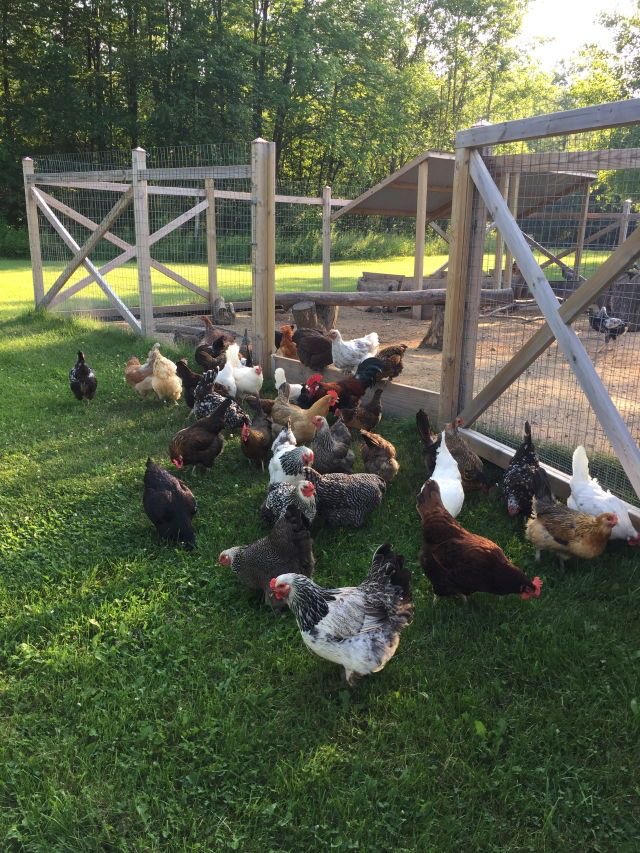 Our happy, diverse flock enjoying free-range time on lush green pasture just outside their spacious, secure coop and run. Ethical poultry farming at its best