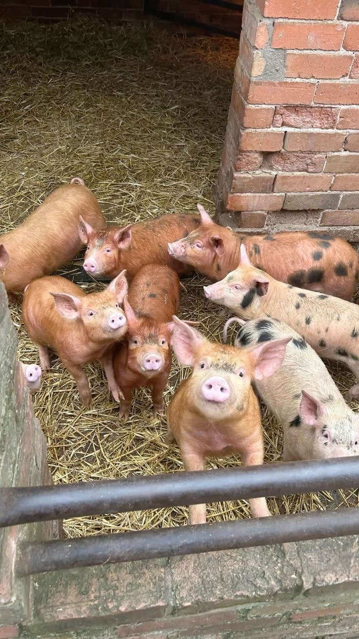 Meet our lively group of young piglets exploring their cozy, straw-bedded pen! Healthy, curious, and thriving.
