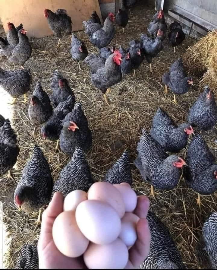 Fresh, high-quality eggs collected daily right from our barn floor. Healthy heritage hens make all the difference.