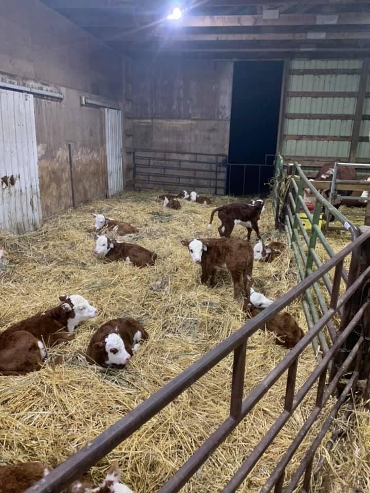 The newborn calf nursery is full and cozy! Our Hereford calves staying warm on fresh straw bedding inside the barn.