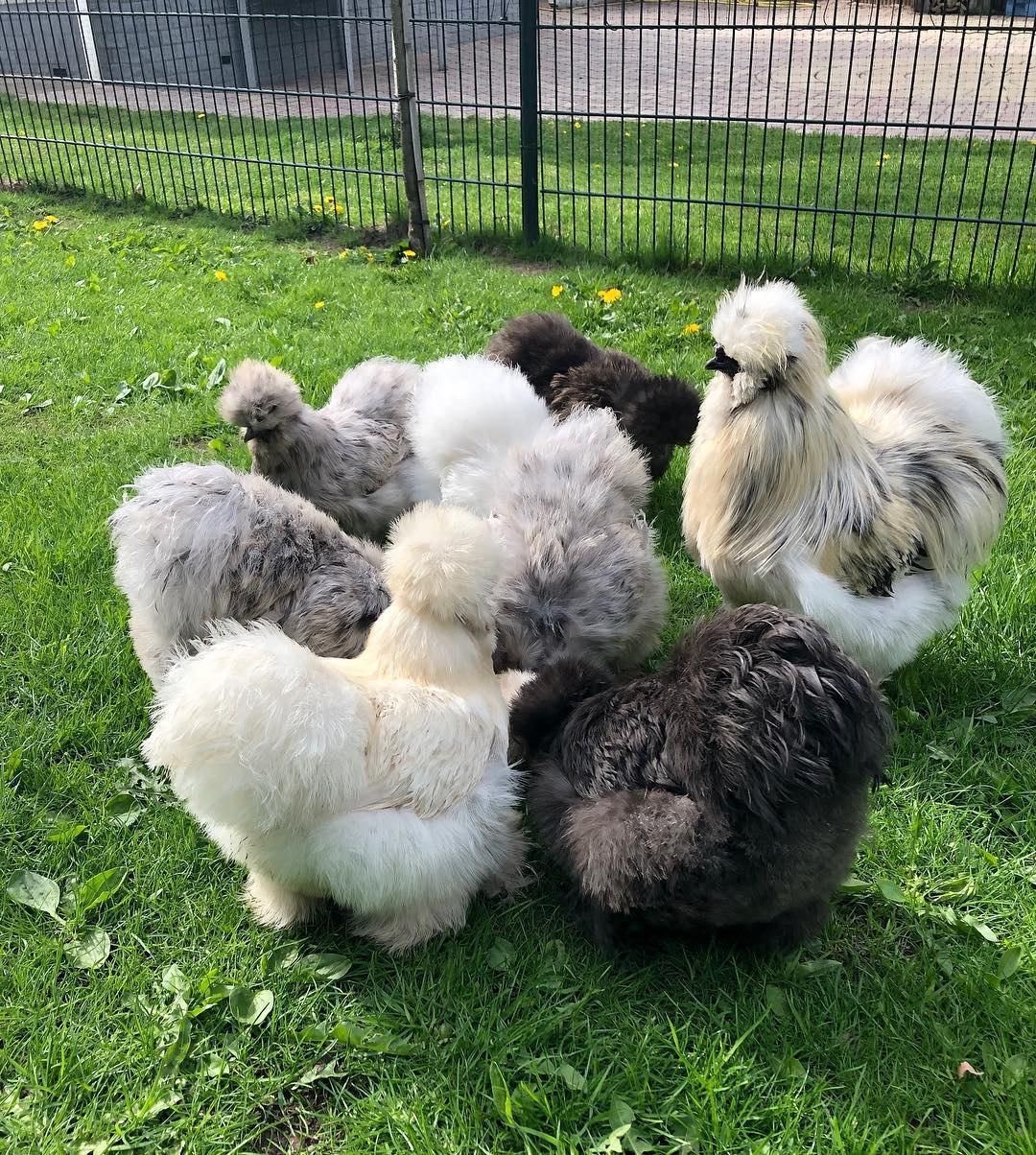 Our fluffy Silkie chickens enjoying the lush green grass! Renowned for their gentle nature and unique, silky plumage