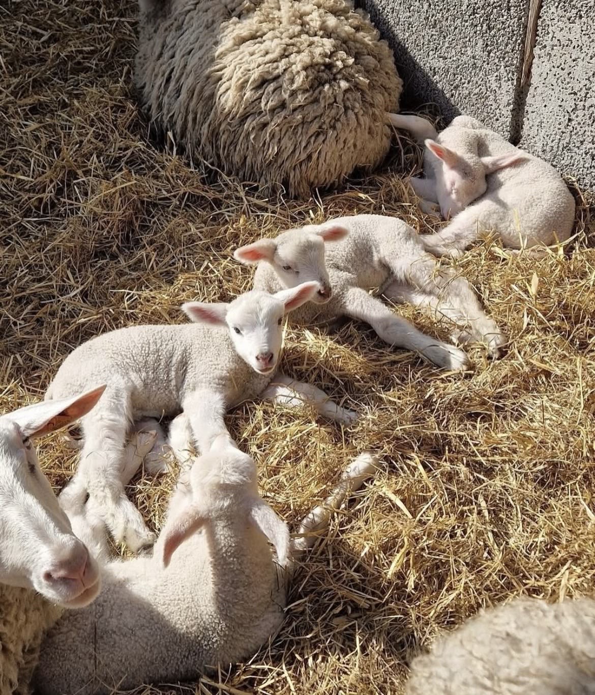 Cozy lambing season: newborn lambs snuggled up together on fresh straw bedding