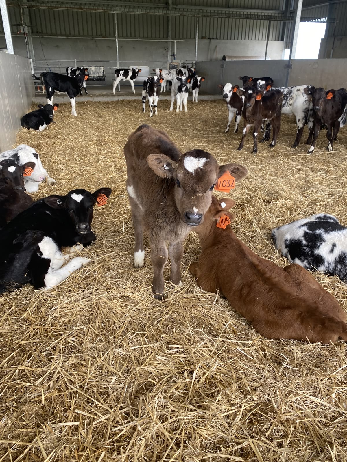 The newborn calf nursery is full and cozy! Our Hereford calves staying warm on fresh straw bedding inside the barn.