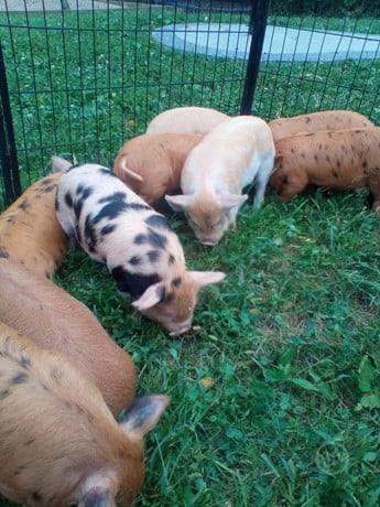 Purebred Litter - Kunekune