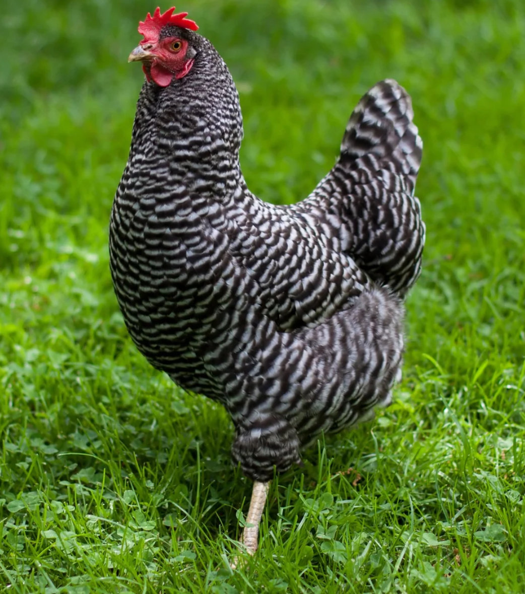 4 - 6 Month Old Pullets