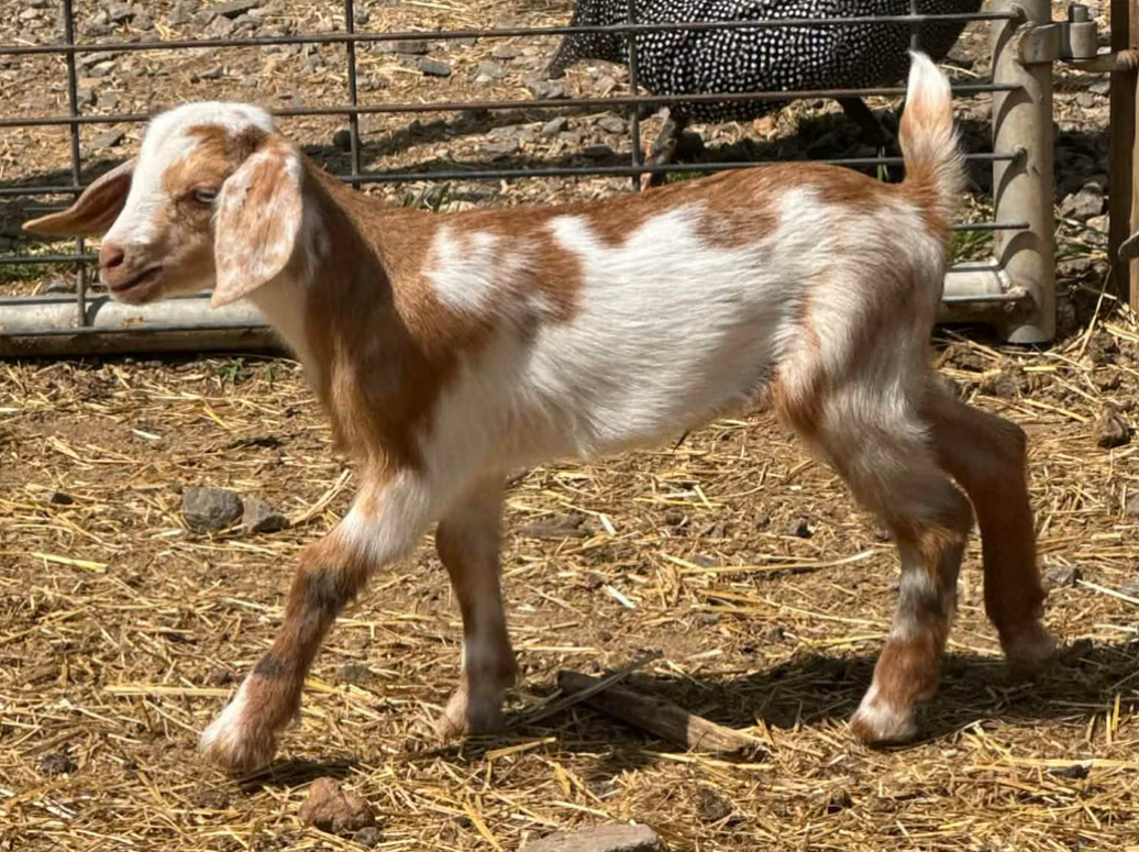 Nutmeg