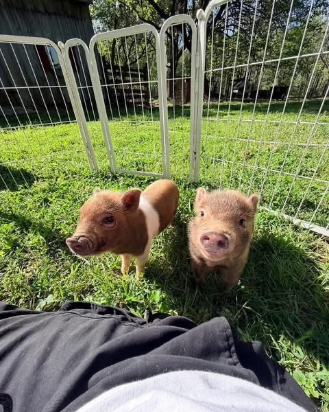 Miniature Piglets