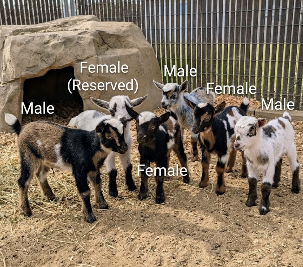 Nigerian Dwarf mini Goats