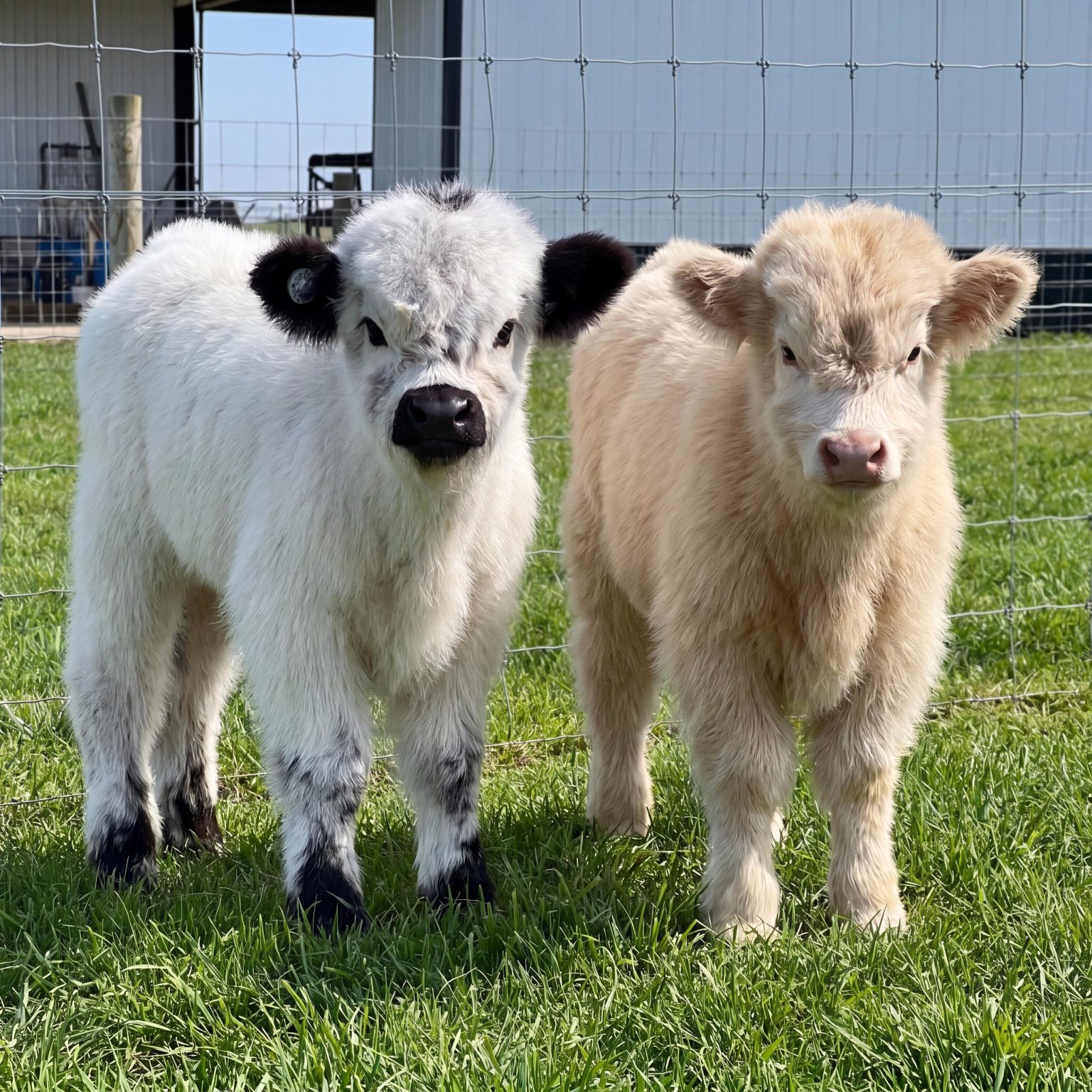 Speckles and Honey