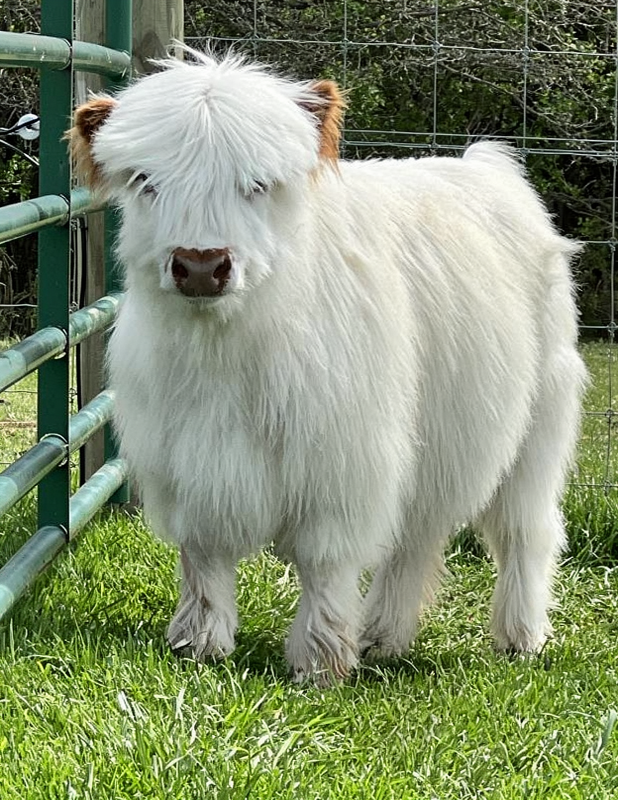 Yeti