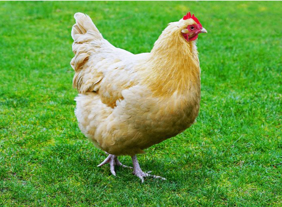12 Week Old Pullets