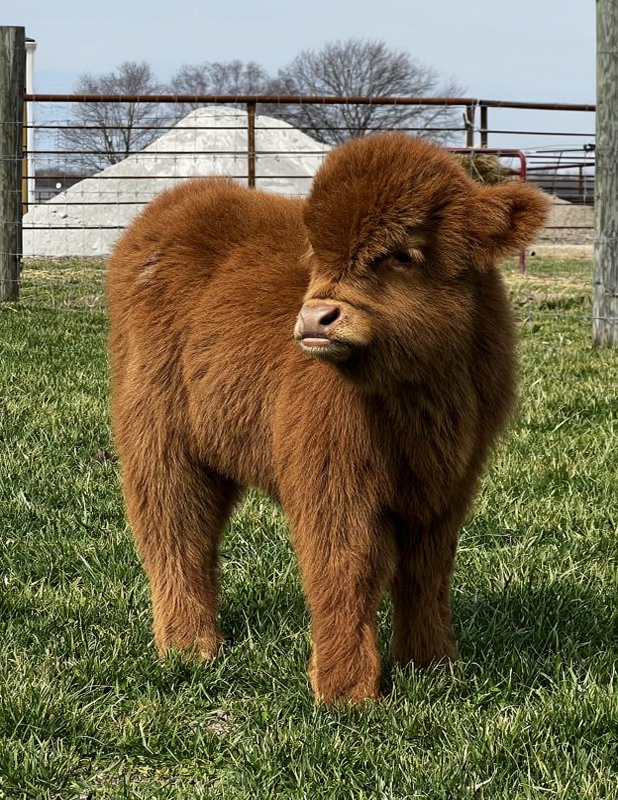 Nugget