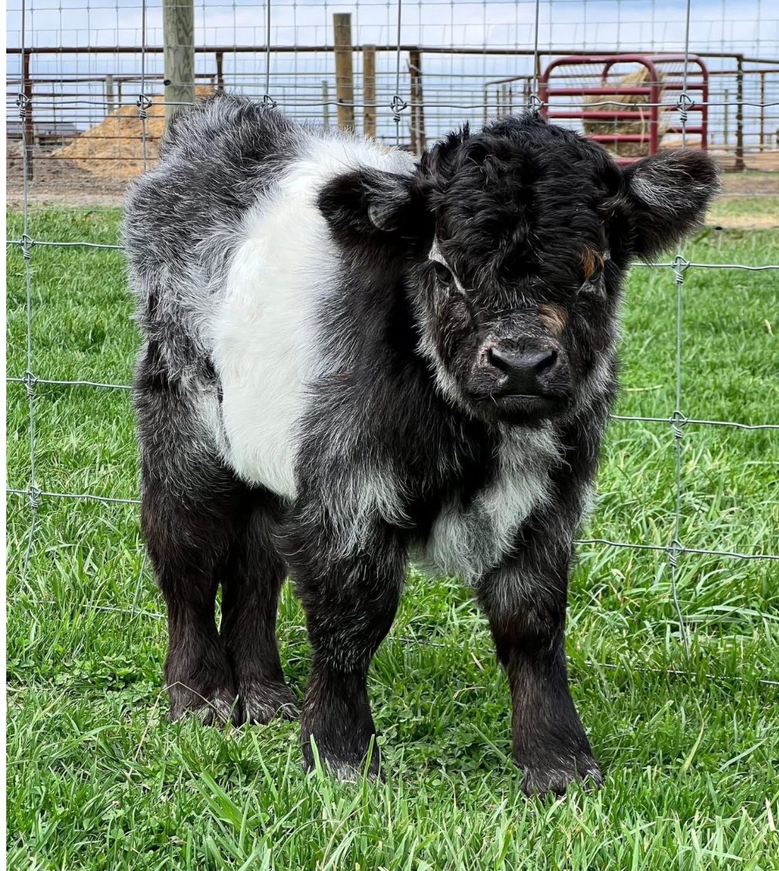 Micro Mini highland at Green Pasture Livestock