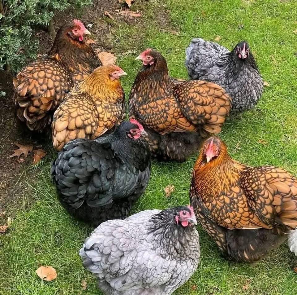 Gold laced Wyandotte / Pekin bantam