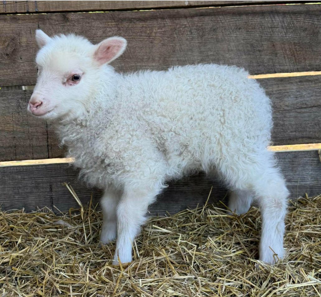 Cotton