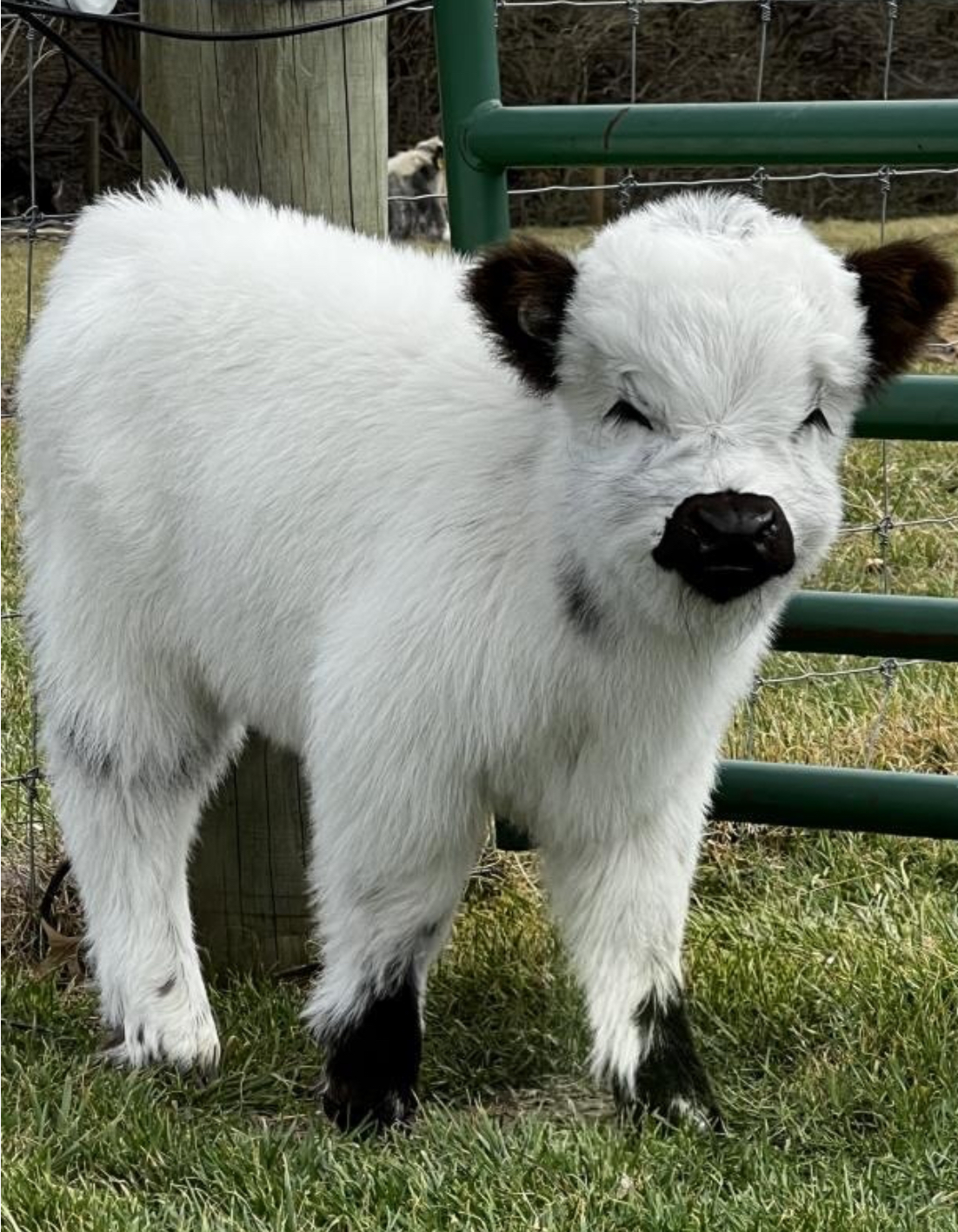 Snowball